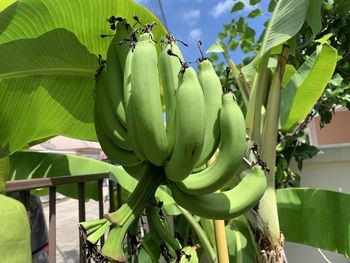 Close-up of banana tree