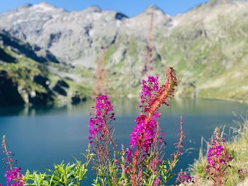 Purple flowering plants by lake against mountains