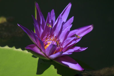 High angle view of insects on purple lotus water lily growing in pond