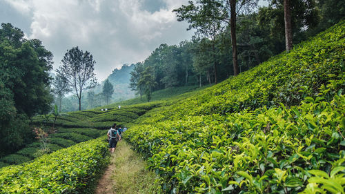 Rear view of people walking amidst agricultural field