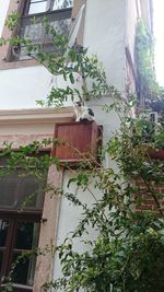 Low angle view of potted plants against building