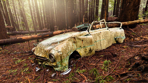 Damaged tree trunk on field in forest