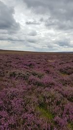 Scenic view of purple field against sky