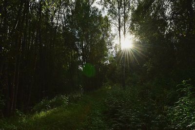 Low angle view of trees