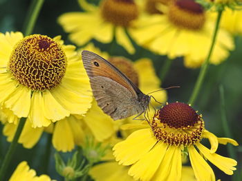 Close-up of butterfly pollinating on sunflower