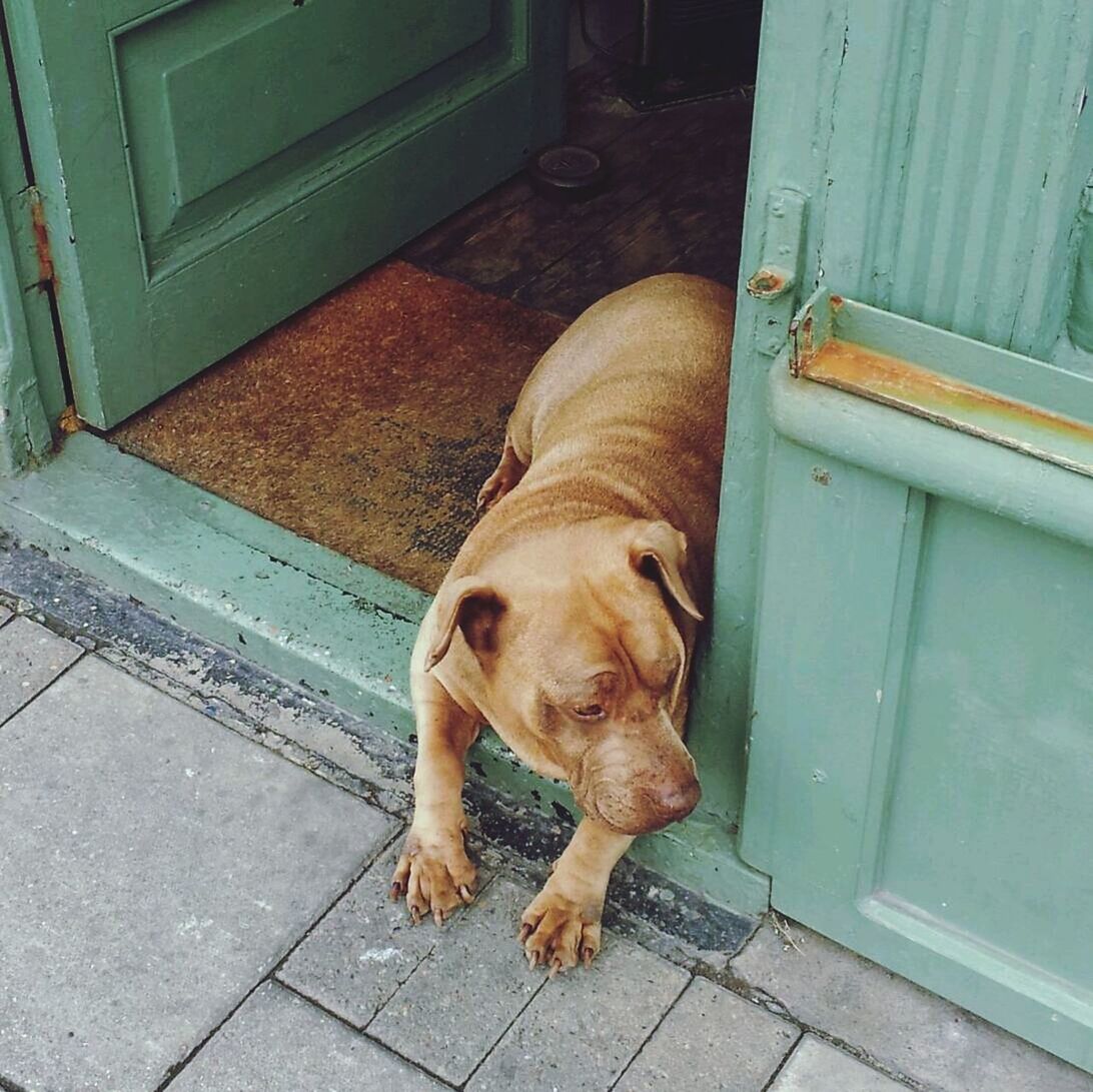 pets, dog, domestic animals, animal themes, one animal, mammal, relaxation, high angle view, sitting, portrait, looking at camera, full length, lying down, sidewalk, brown, pet collar, tiled floor, flooring, no people, door