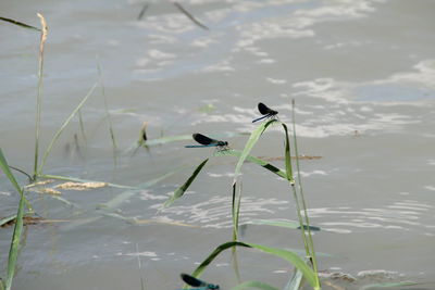 Bird on a lake