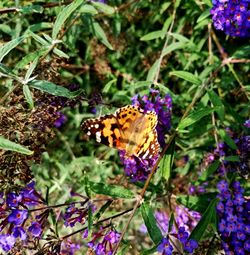 High angle view of butterfly on purple flower