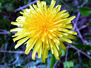 Close-up of yellow flower blooming outdoors