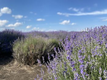 Close-up of purple flowering plants against sky