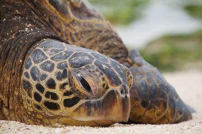 Close-up of tortoise