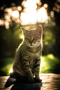 Close-up of cat sitting outdoors