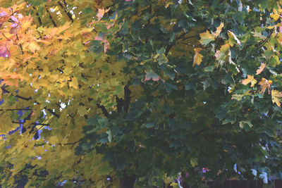 Full frame shot of fruits on tree