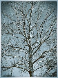 Low angle view of bare trees against sky