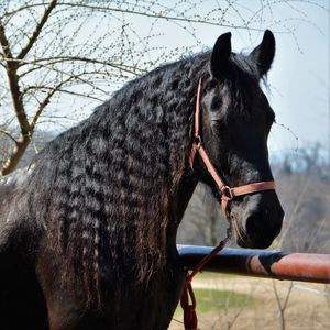 Close-up of horse on tree against sky