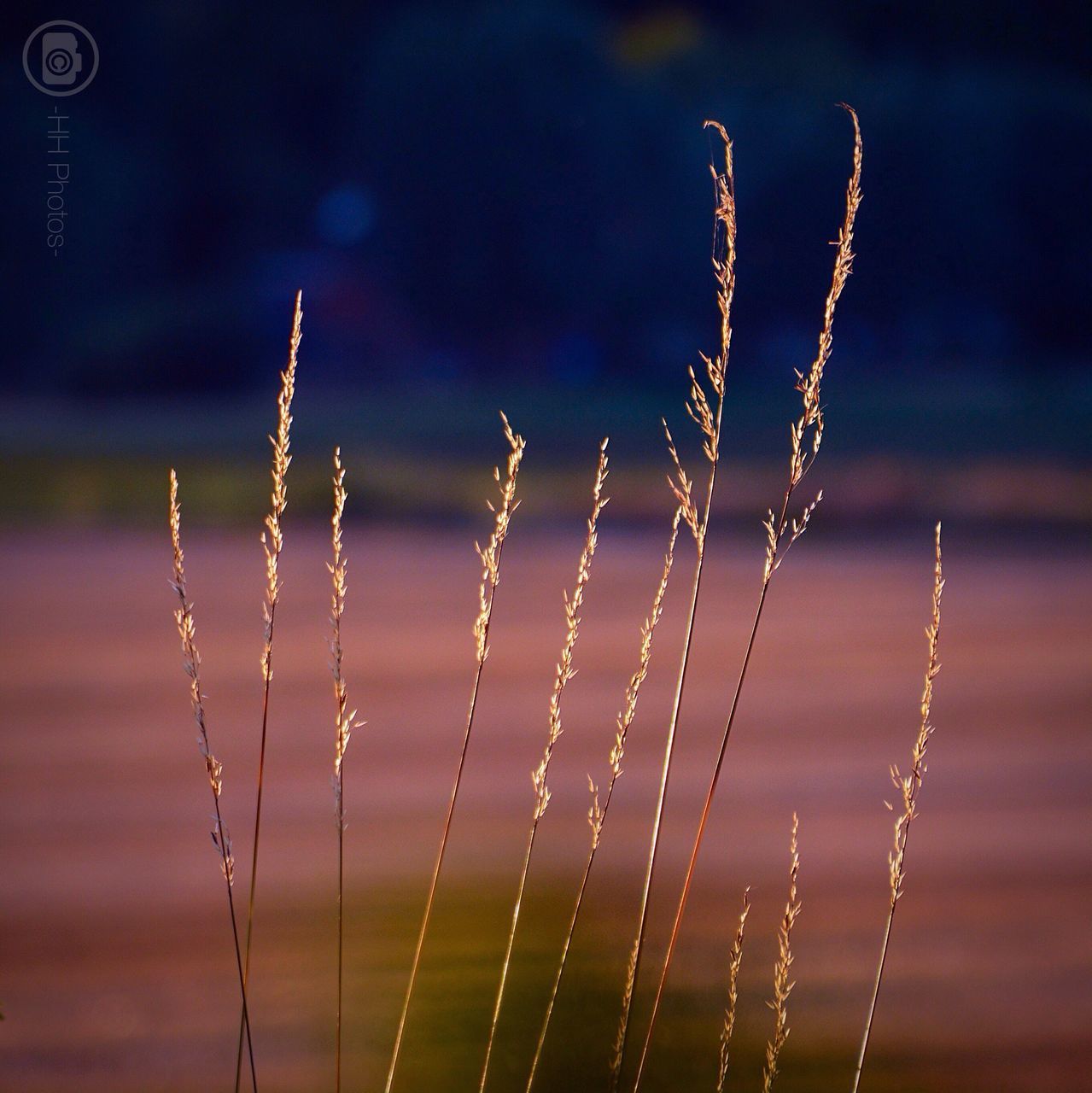 focus on foreground, close-up, fragility, nature, beauty in nature, growth, plant, drop, freshness, selective focus, stem, water, outdoors, tranquility, no people, flower, wet, day, spider web, dew