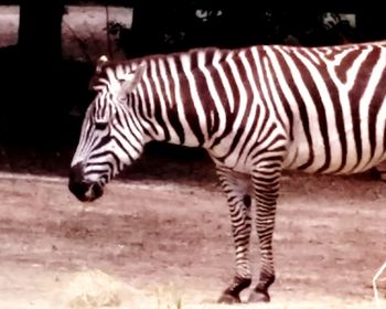 Zebras zebra