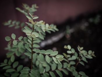 Close-up of plant leaves