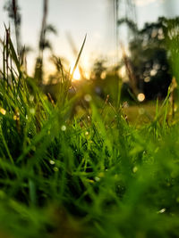 Close-up of dew drops on grass