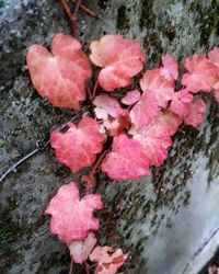 Close-up of pink flowers on tree