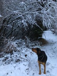 Dog standing on snow covered land