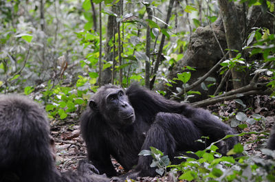 Close-up of monkey on tree