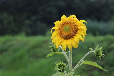 Close-up of yellow sunflower on field