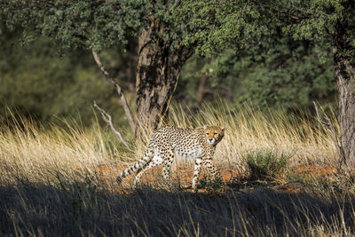 View of cheetah in wild