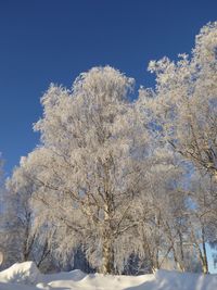 Low angle view of frozen trees against clear sky