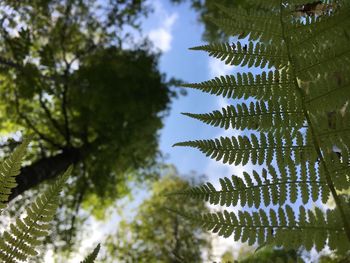 Low angle view of tree against sky