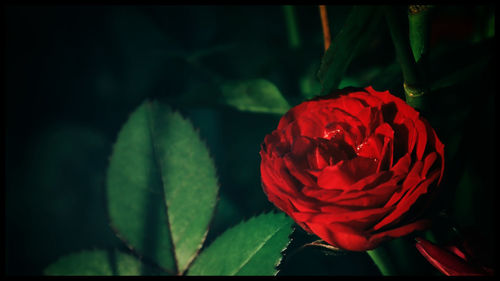 Close-up of red rose blooming outdoors