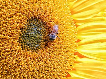 Close-up of insect on sunflower