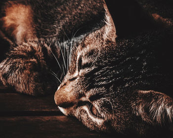 Close-up of a cat