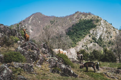 Cows grazing on landscape against mountain range