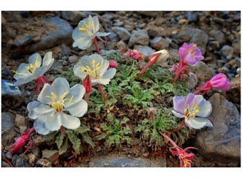 Close-up of flowers blooming outdoors