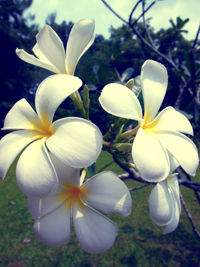 Close-up of flowers blooming outdoors