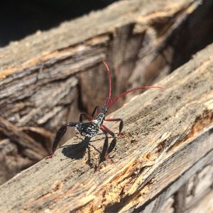 Close-up of insect on wood