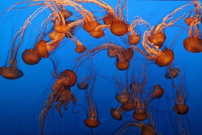 Jellyfish swimming in sea