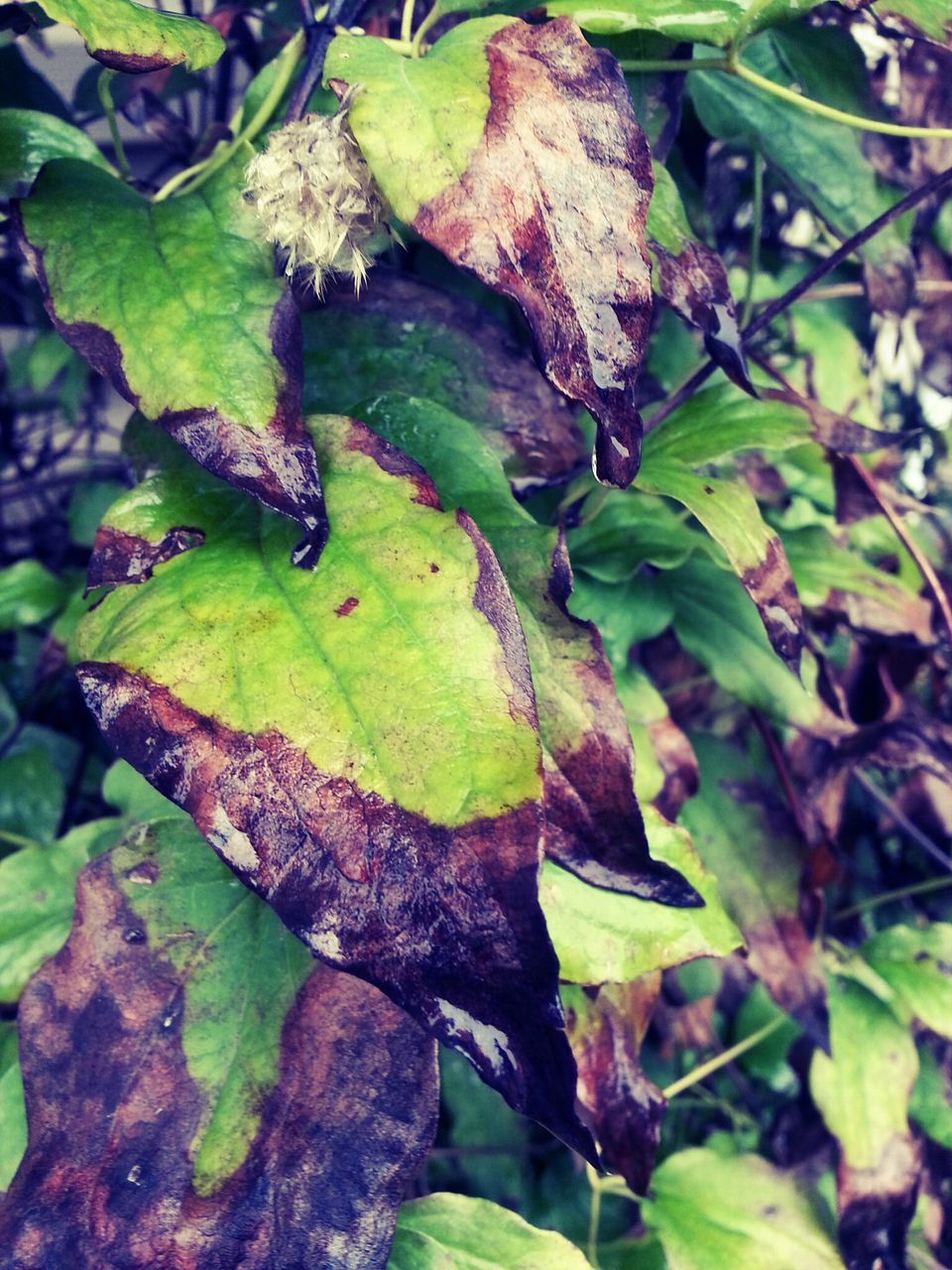 leaf, green color, growth, nature, plant, close-up, water, beauty in nature, leaves, outdoors, focus on foreground, day, high angle view, animals in the wild, tranquility, green, no people, leaf vein, wildlife, animal themes