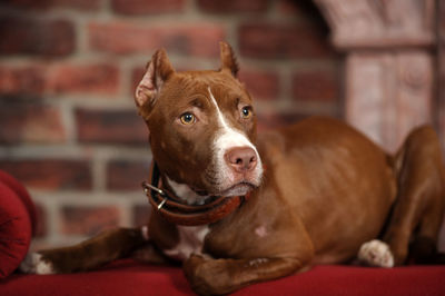 Portrait of dog relaxing at home