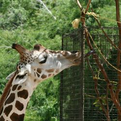 Giraffe eating plant through fence during sunny day