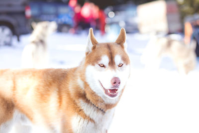 Close-up portrait of dog in winter