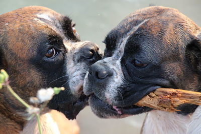 Close-up of boxers holding stick