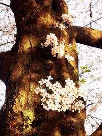 Close-up of flowers on tree trunk