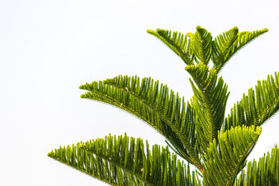 Close-up of fern against clear sky