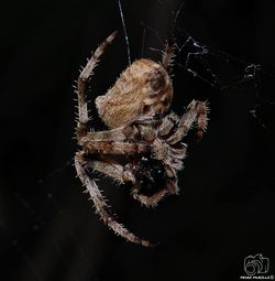 spider