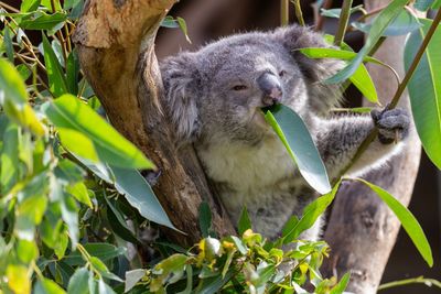 Close-up of a koala eating a leaf on tree