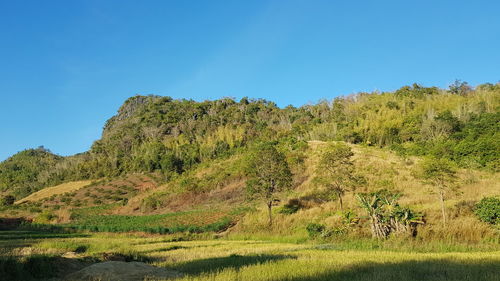 Scenic view of landscape against clear blue sky