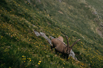 Mountain goats on grass