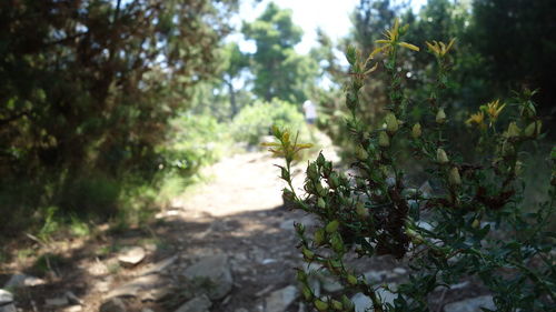 View of plants and trees